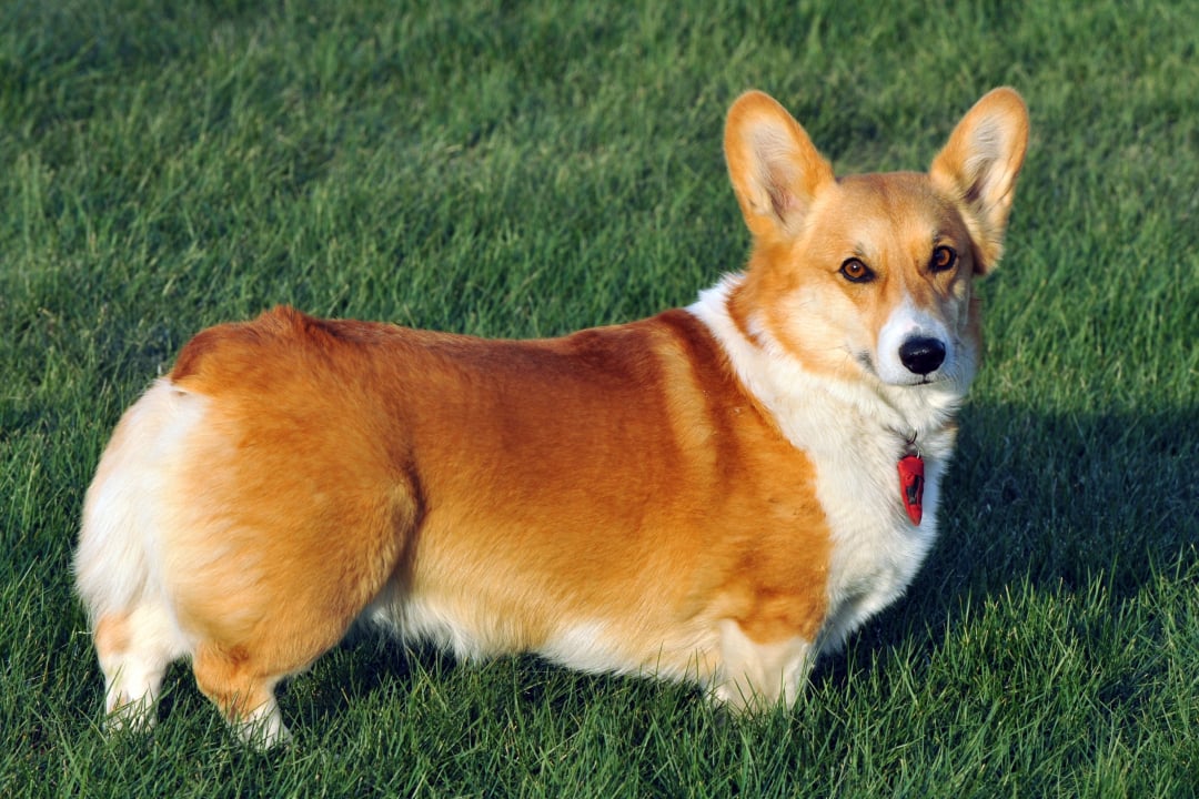 Top Corgi Breeders in Oregon: Quality Puppies at Great Prices