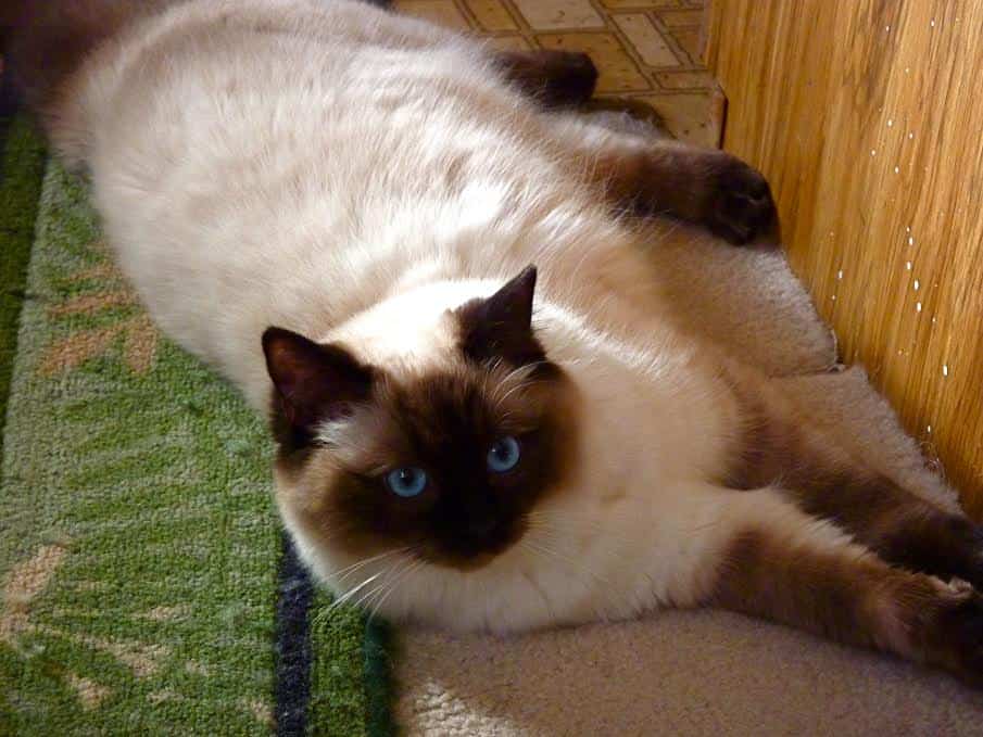 Exploring the Beauty of Seal Lynx Point Ragdoll Cats