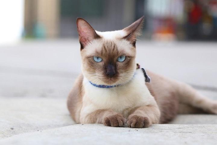 The Unique Charm of the Applehead Siamese Cat