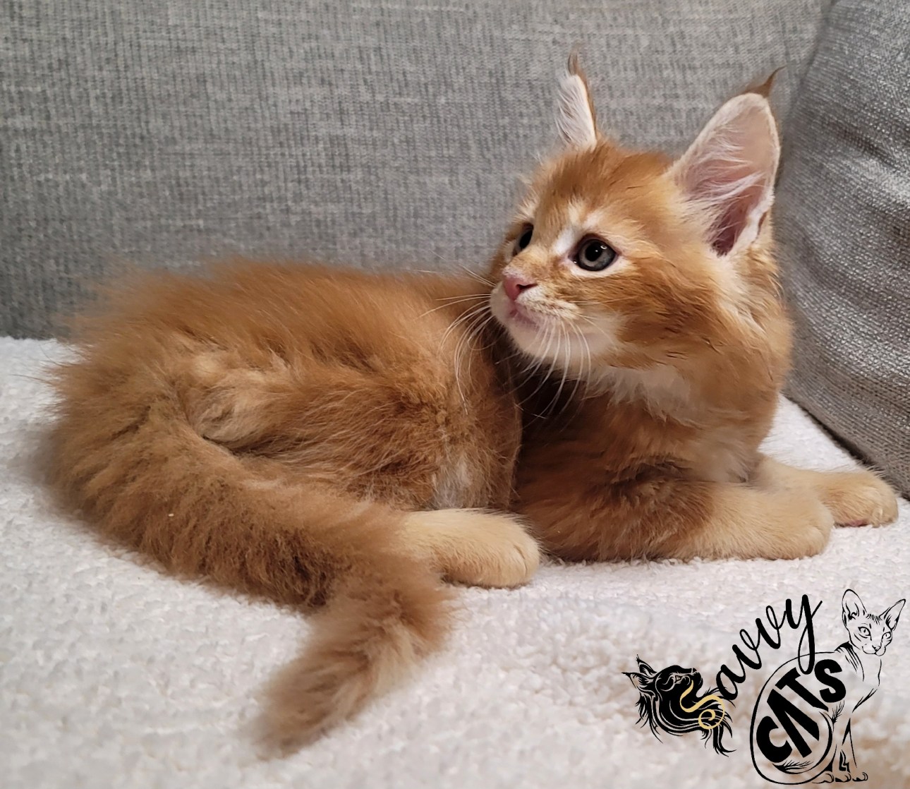 Top Maine Coon Cattery in Georgia: Find Healthy, Friendly Kittens