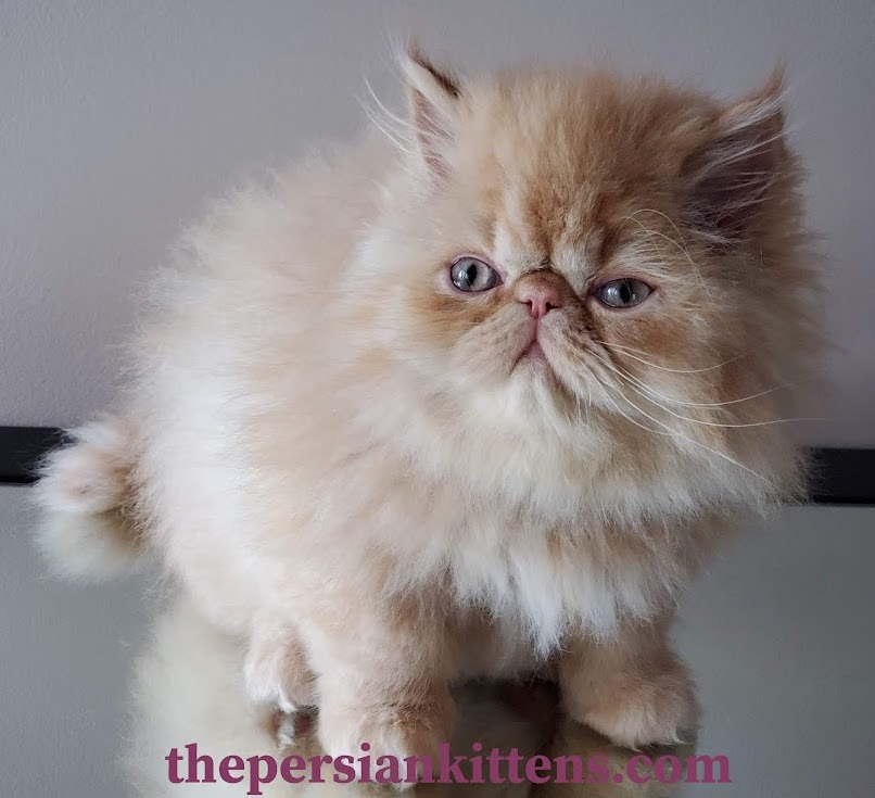 Buy Persian Cats Online: Find Purebred Persian Kittens for Sale