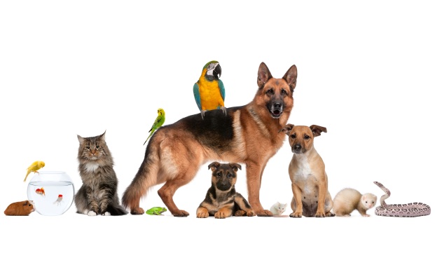 Lorain All Pets Vet Care: Trusted Veterinary Clinic in Lorain, Ohio for All Your Pet Needs