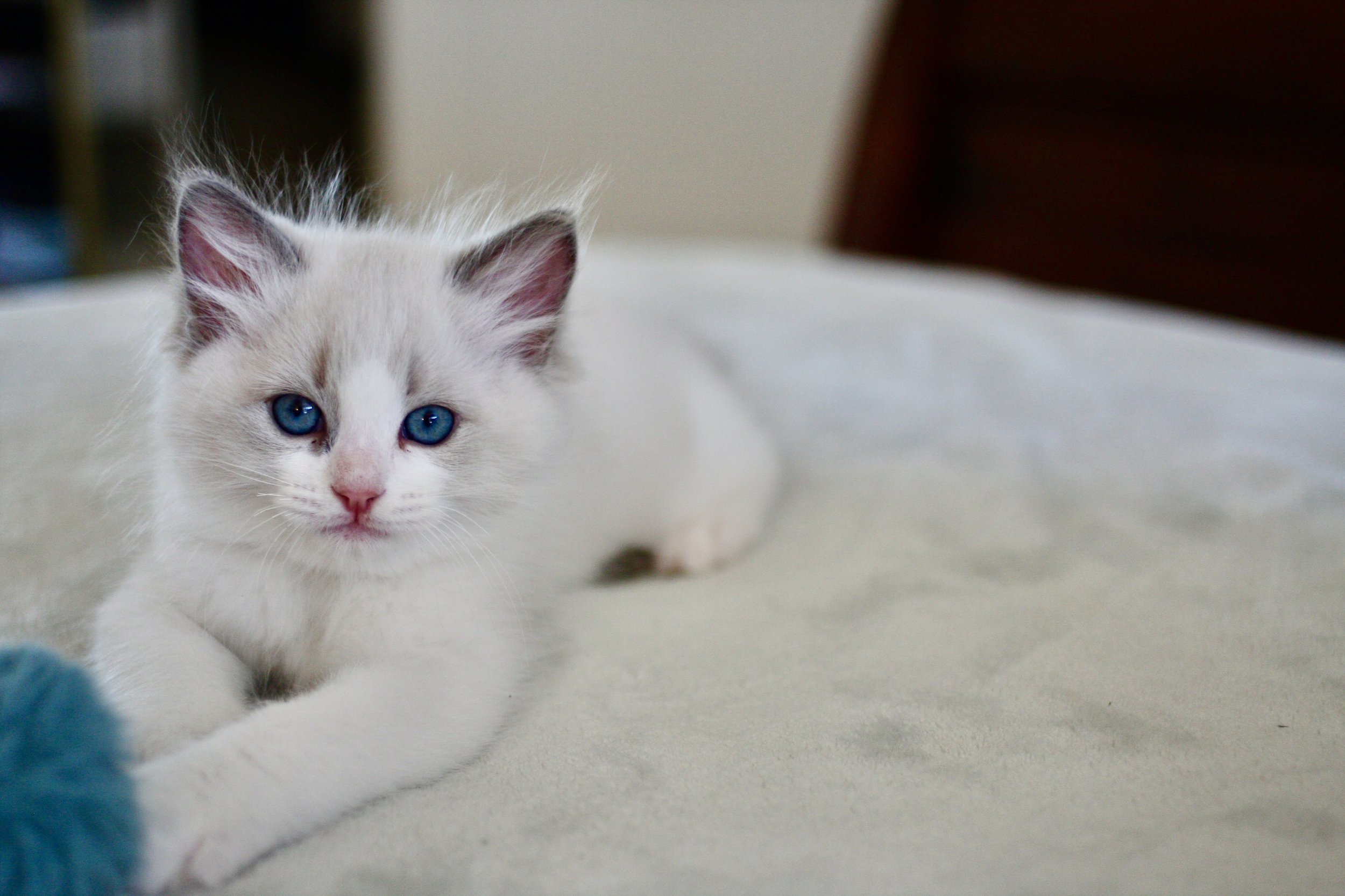 Discover the Unique Traits of Blue Bicolor Ragdoll Cats