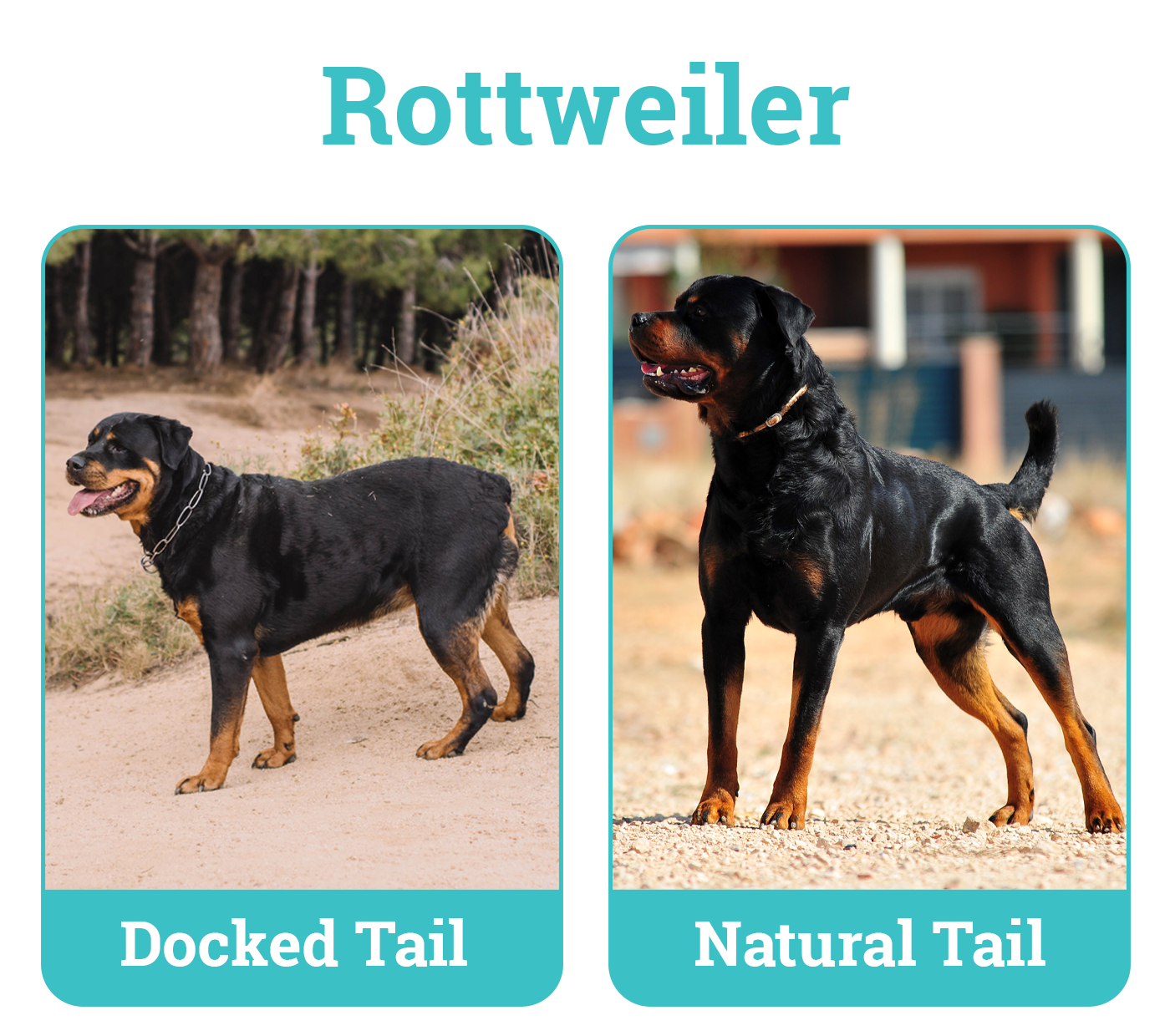 The Truth Behind Rottweiler Cropped Ears: Benefits, Risks, and Aftercare