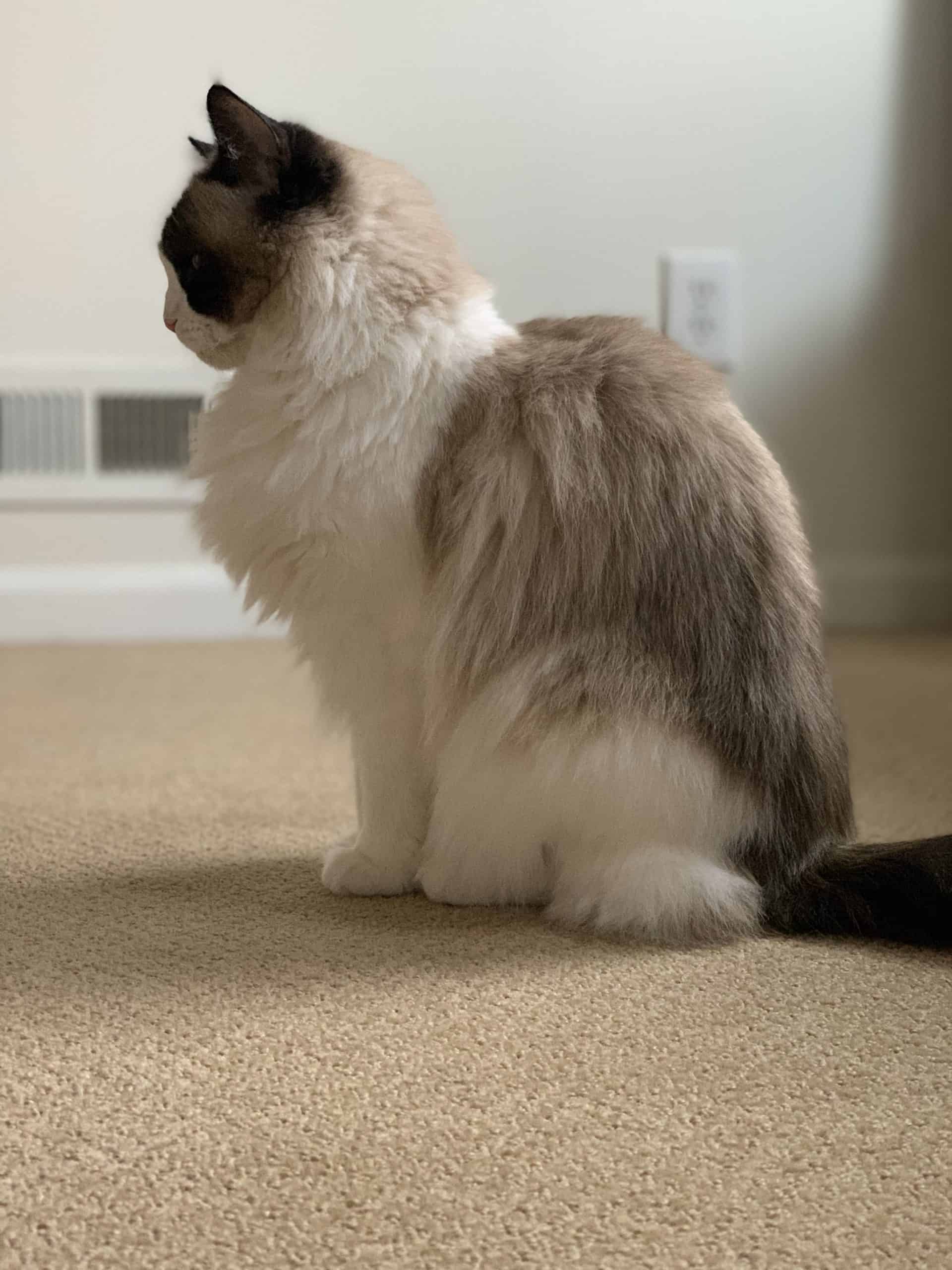 Why Lynx Point Ragdoll Cats Are the Perfect Pets for Cat Lovers