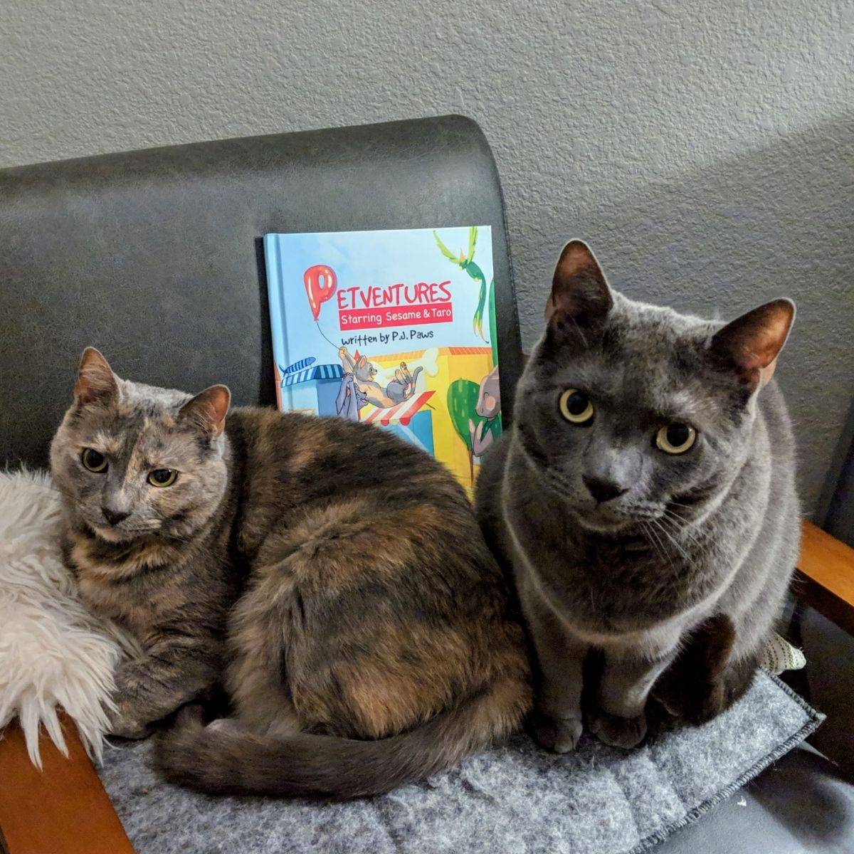 Everything You Need to Know About the Brown Russian Blue Cat Breed