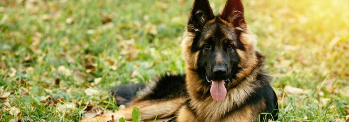 The Ultimate Guide to Female German Shepherds: Loyalty, Intelligence, and More