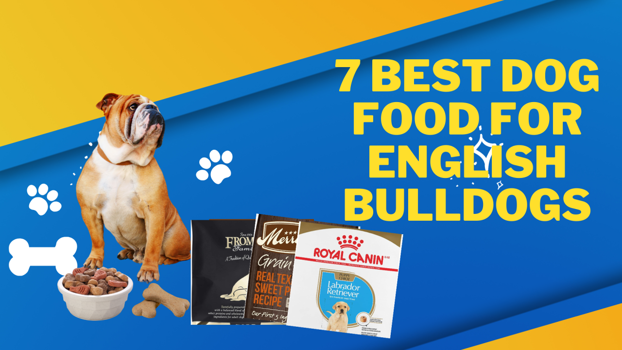 What's the Best Food for Your English Bulldog? Expert Recommendations