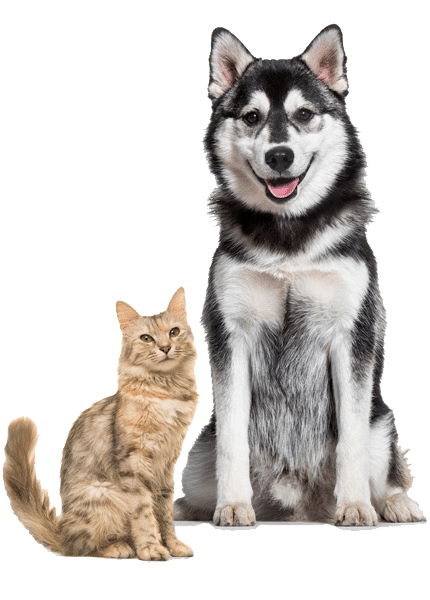 Affordable Pet Supplies in Gainesville, FL – Shop for Quality Pet Food & Accessories