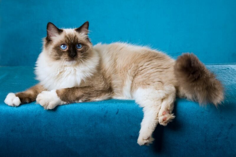 Everything You Need to Know About the Seal Point Lynx Ragdoll Cat