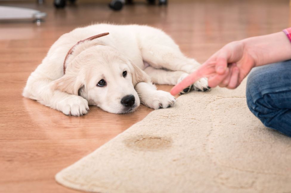 Professional Carpet Cleaning Services for Pet Urine Removal