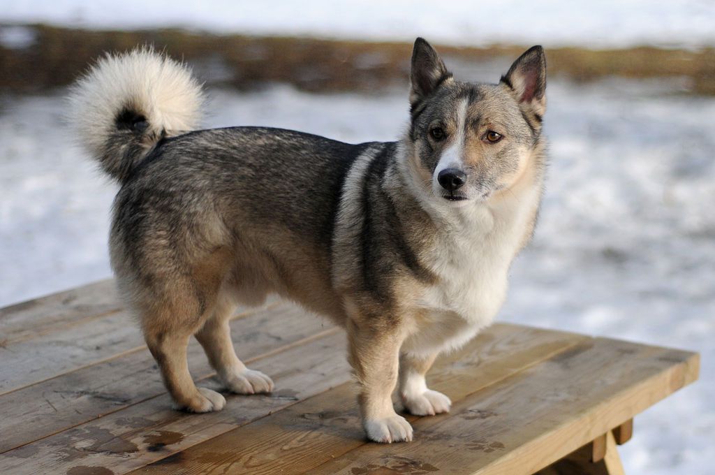 Everything You Need to Know About Corgi Elkhound Mixes