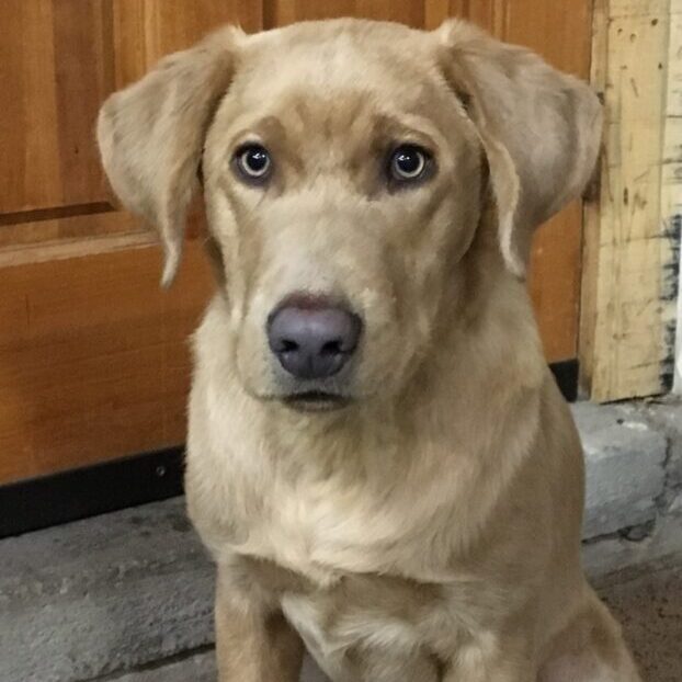 Champagne Labrador Retriever: A Unique and Elegant Variation of the Classic Breed
