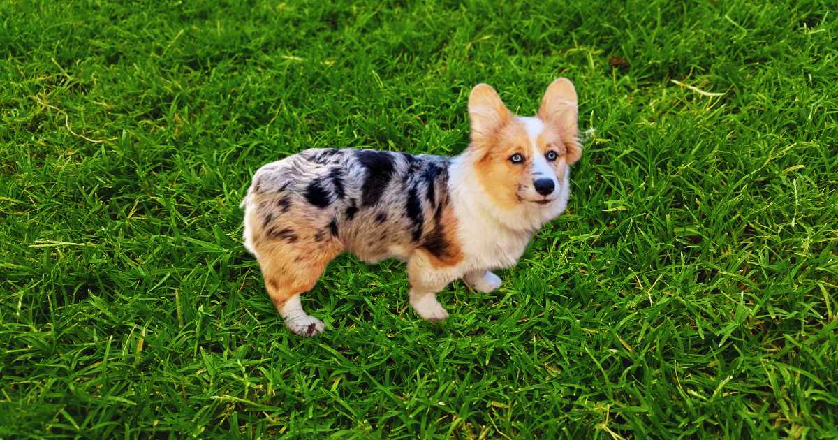 Everything You Need to Know About the Australian Shepherd Corgi Mix