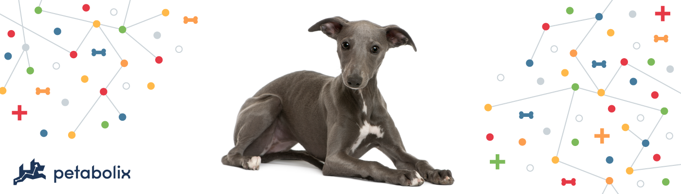 Best Whippet Food Options: Essential Nutrients & Healthy Diet Tips