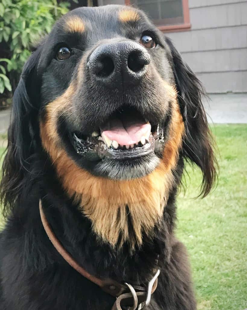 Golden Retriever Rottweiler Mix: A Loyal and Protective Family Dog