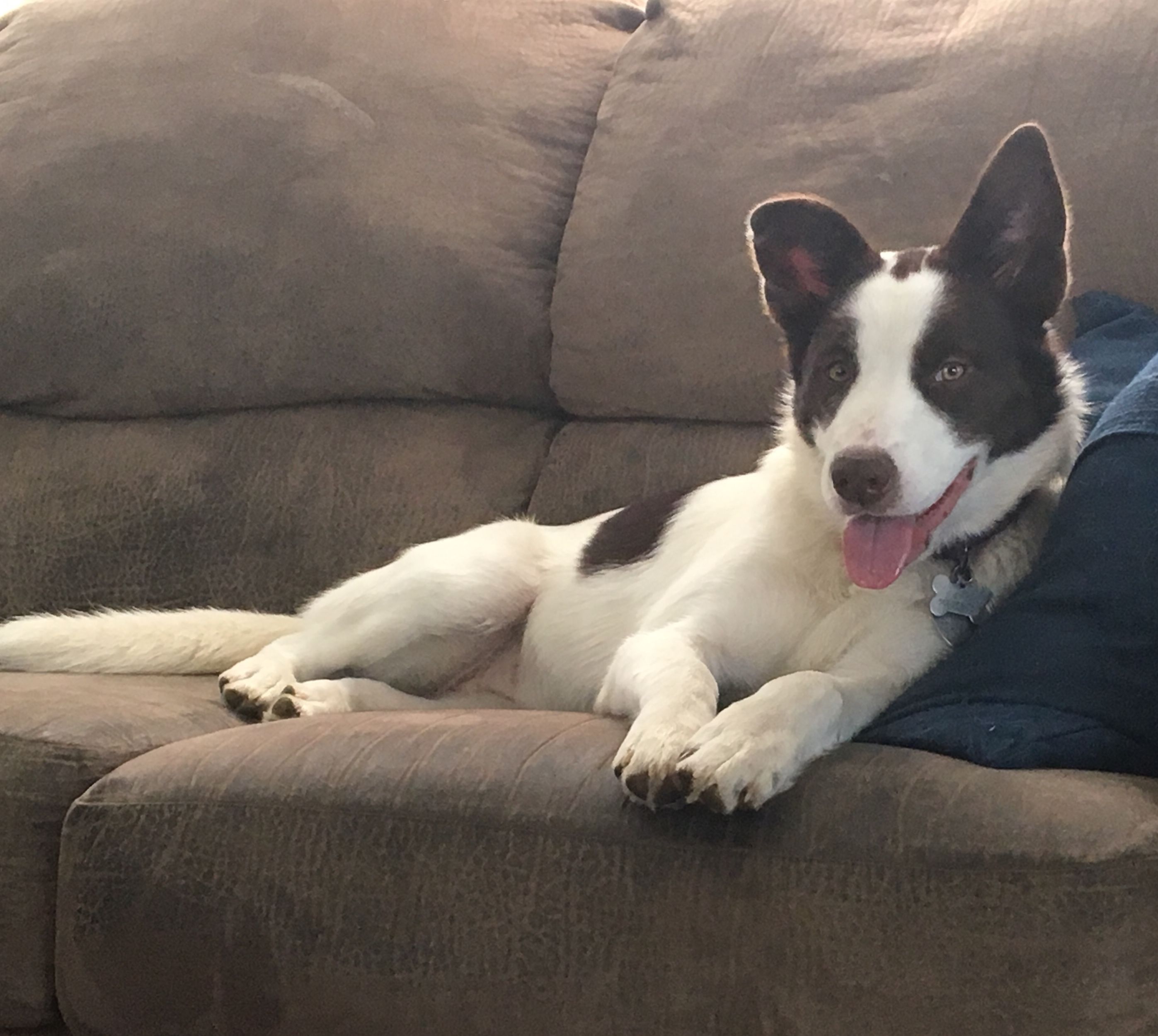 Siberian Husky and Mountain Cur Mix: A Perfect Combination of Strength and Loyalty