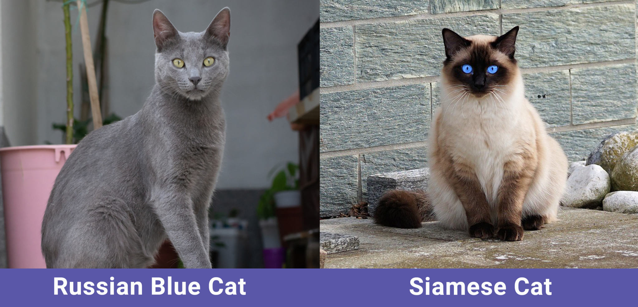 Blue Russian Cat Mix: A Unique Blend of Russian Blue and Siamese Traits