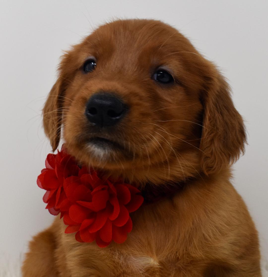 red golden retriever puppies
