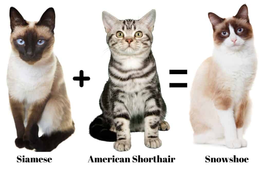 Siamese Cat with White Paws: Everything You Need to Know About the Snowshoe Breed