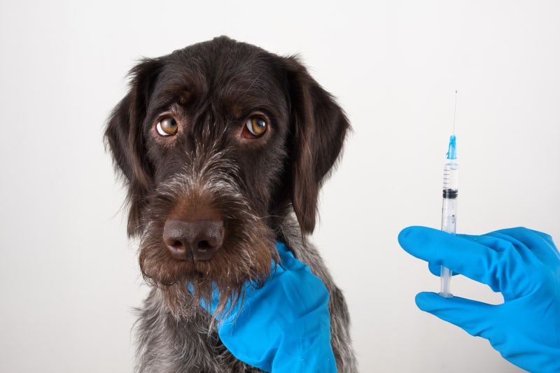 Common Side Effects of the Kennel Cough Vaccine in Dogs: A Complete Guide