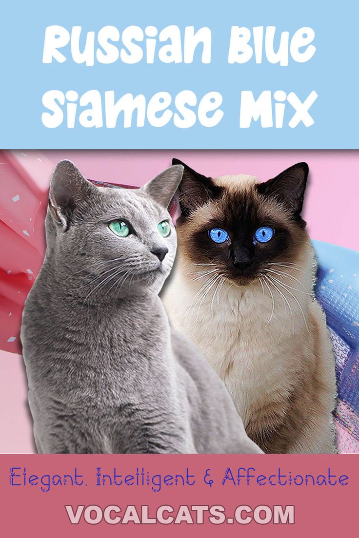 Russian Blue Siamese Cat Mix: Playful, Intelligent, and Elegant Hybrid