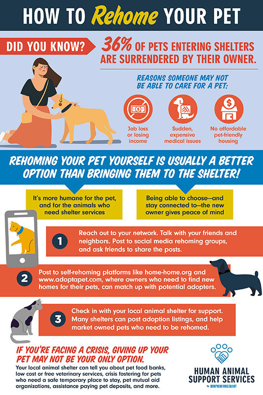 Rehome a Ragdoll Cat: Tips for Finding a Loving Forever Home