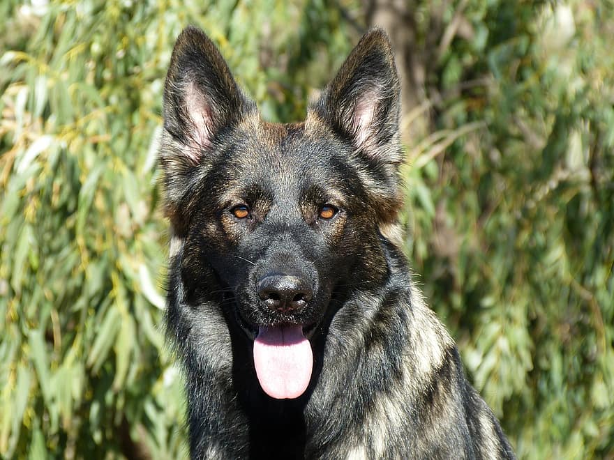 What Makes the Sable German Shepherd Stand Out? Discover Its Rare Coat and Traits