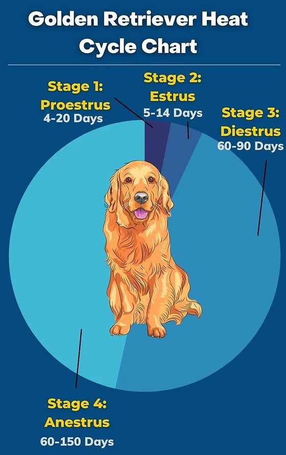 Understanding the Golden Retriever Heat Cycle: What Every Dog Owner Should Know