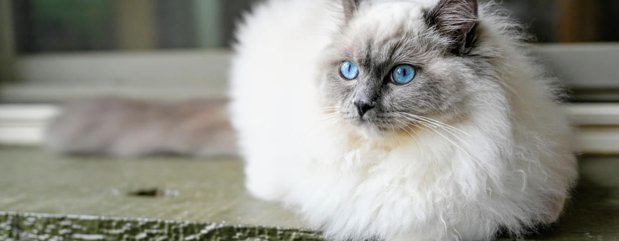 Blue Mitted Ragdoll Cat: Everything You Need to Know About This Beautiful Breed