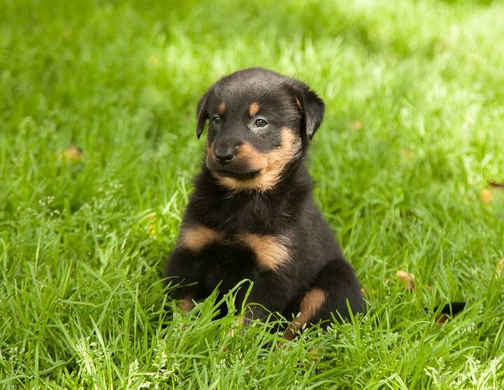 Golden Retriever Rottweiler Mix: A Loyal and Protective Family Dog