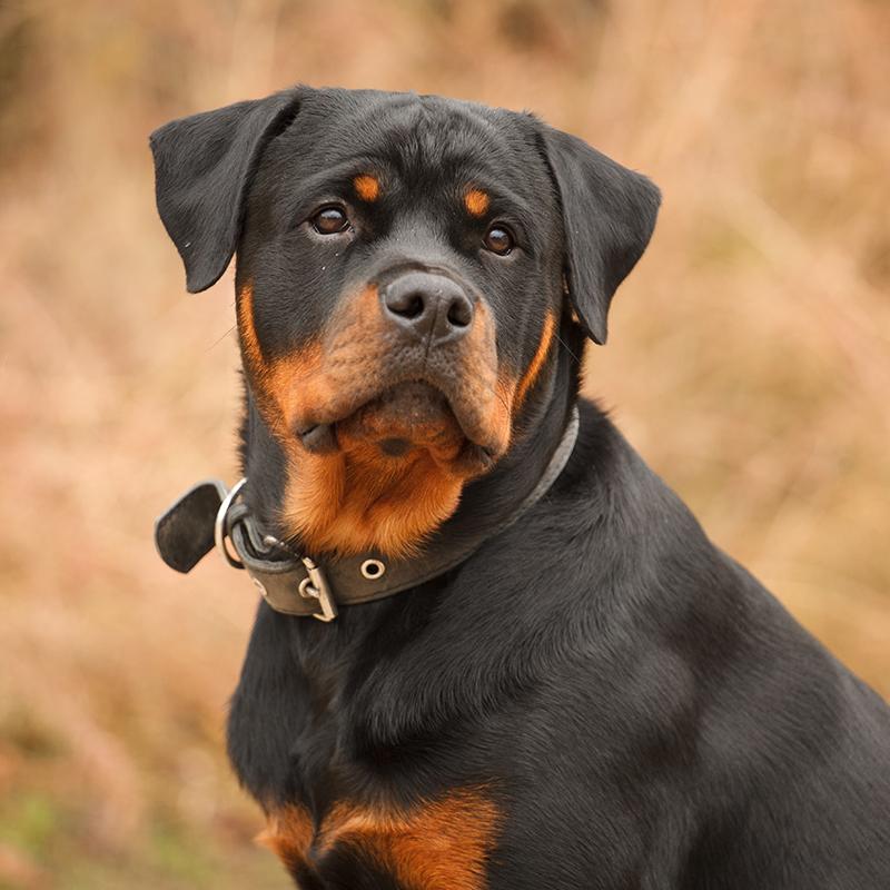 rottweiler puppies for $250