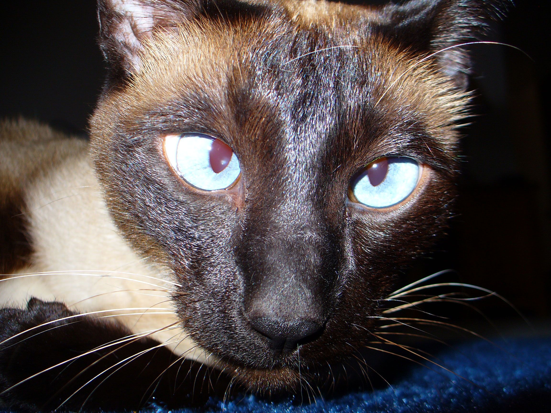 Exploring Dark Siamese Cats: Seal Point, Black Fur, and Blue Eyes