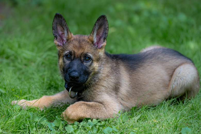 Caring for a Newborn German Shepherd Puppy: What You Need to Know