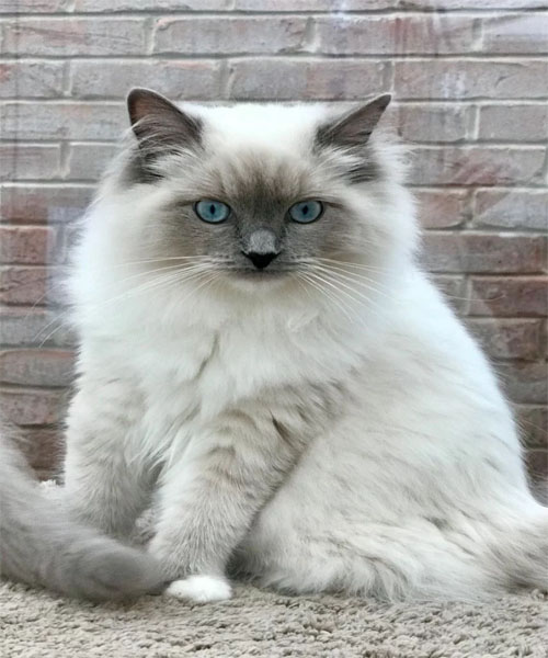 Blue Colourpoint Ragdoll Cat: Characteristics, Personality & Care Guide