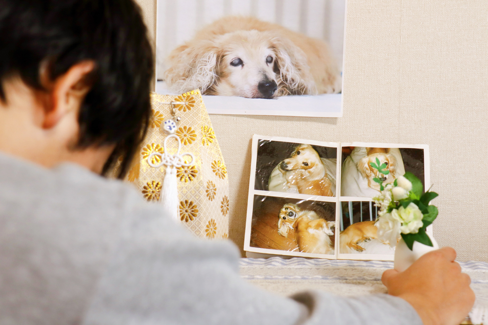 Deceased Pet Care: Honoring Your Pets Memory with Compassionate Services