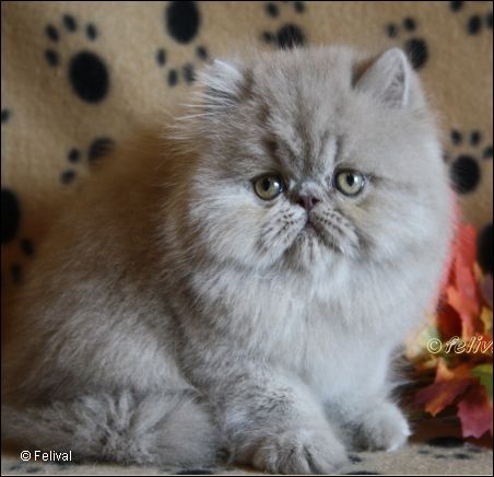 lilac persian cat