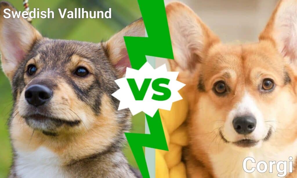 Swedish Vallhund vs Corgi: Comparing Temperament, History, and Traits
