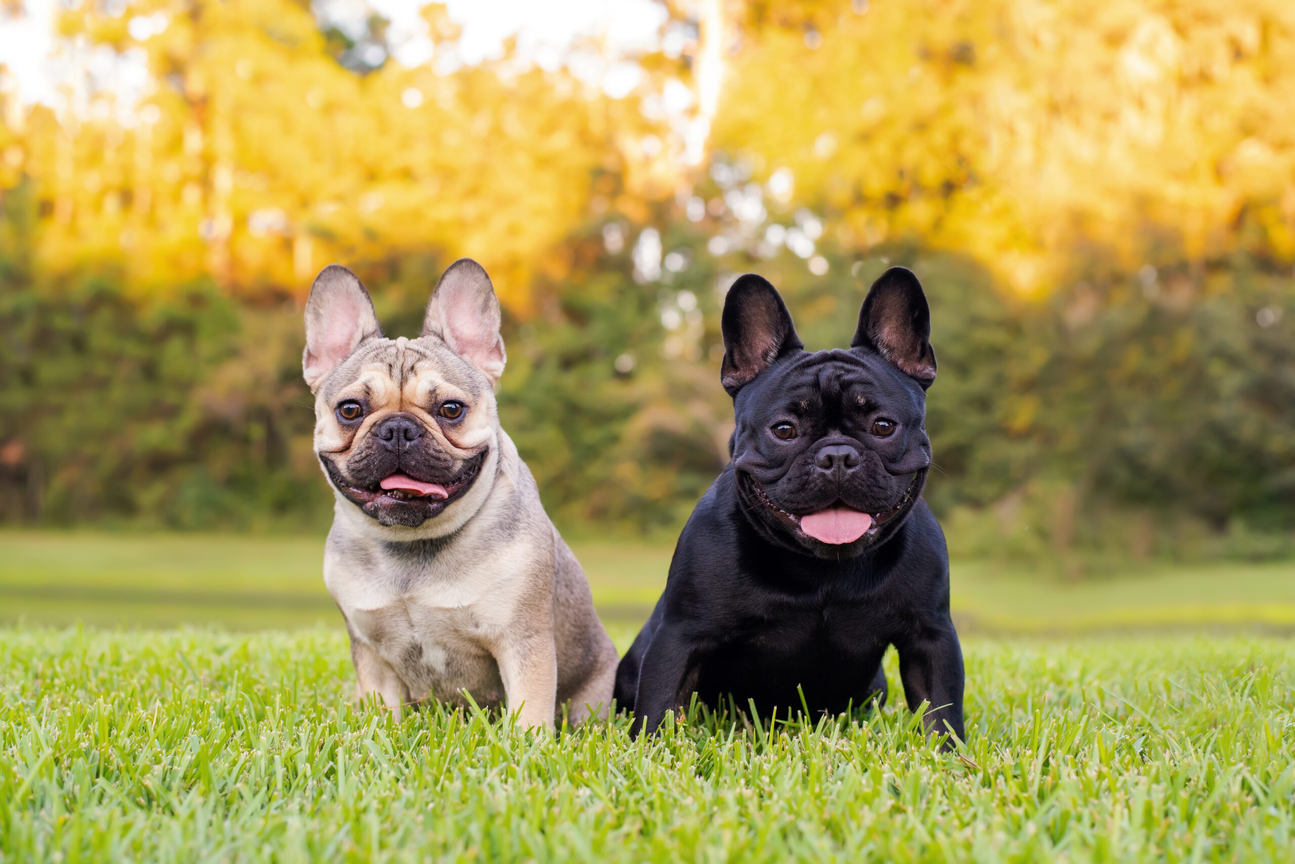 English Bulldog or French Bulldog? A Comprehensive Comparison