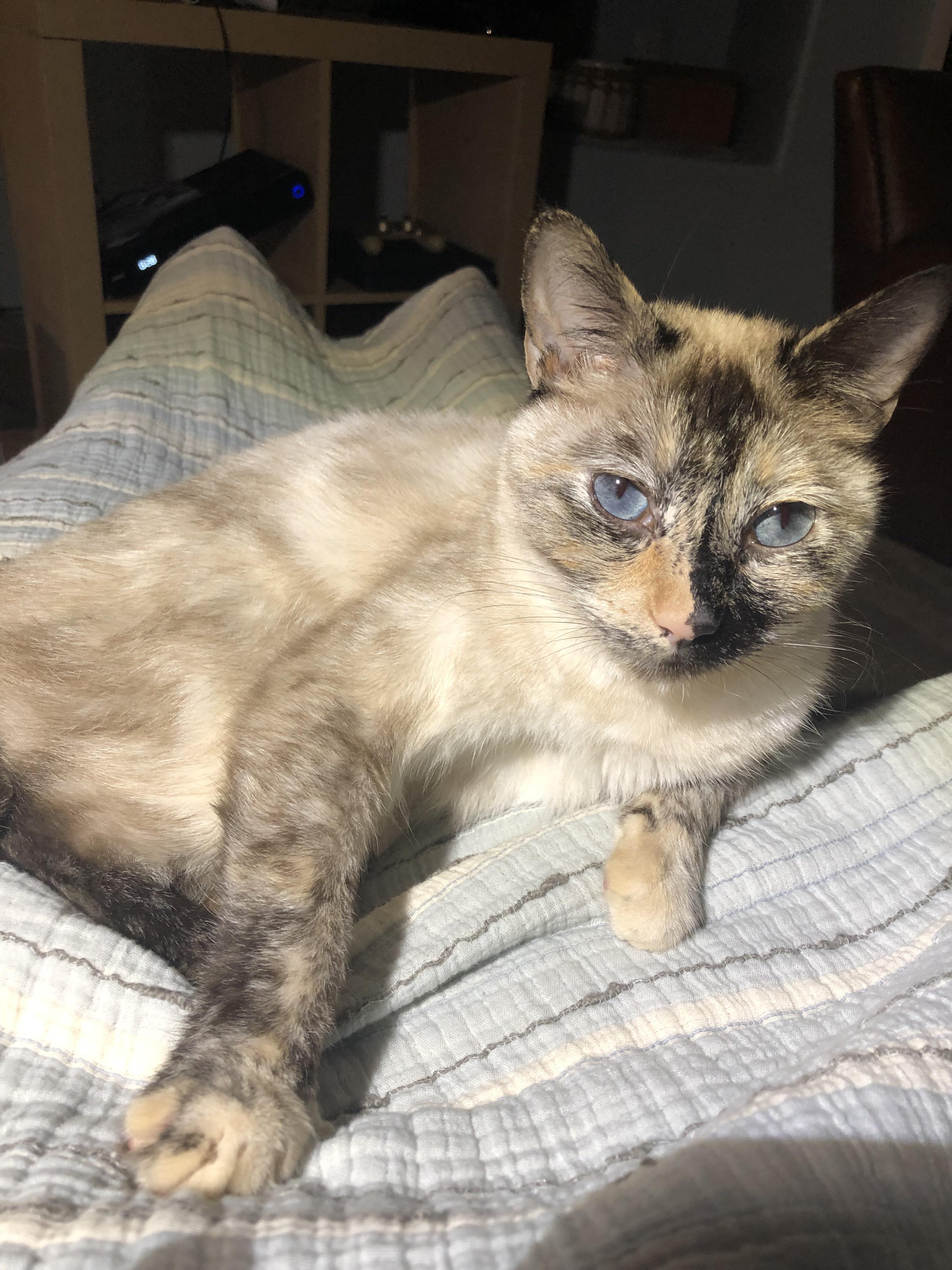 siamese tortoiseshell cat