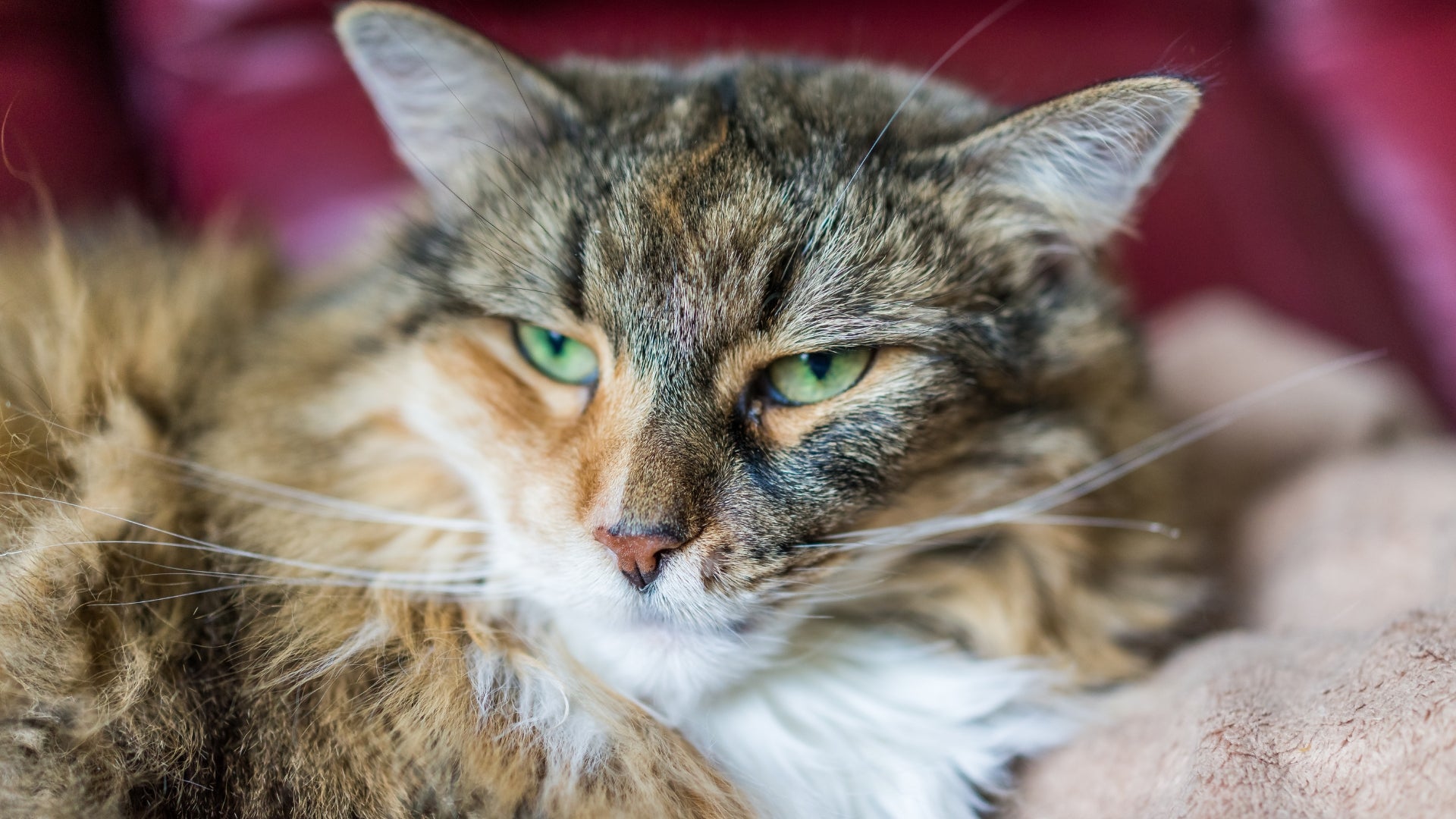 Everything You Should Know About Calico Maine Coon Cats: Personality, Care, and Health