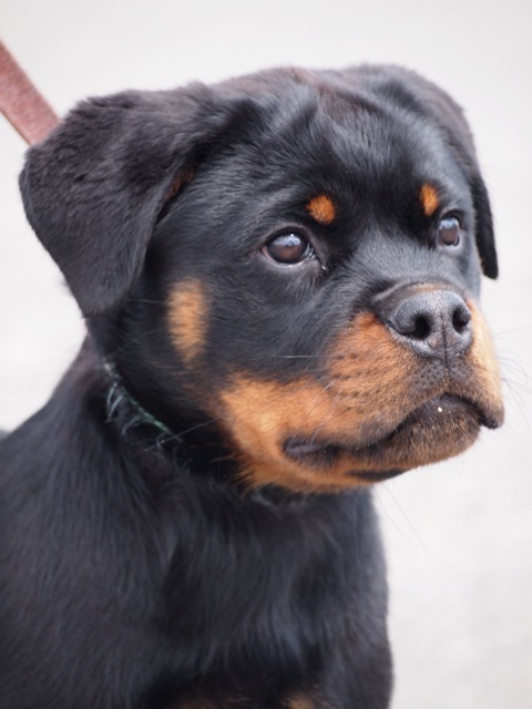 German Rottweiler Puppies for Sale Near Me - Find Top Breeders