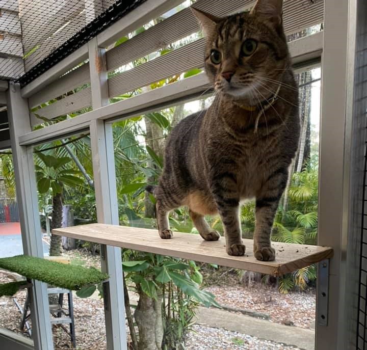 Why Choose Cats Cradle Cattery for Your Cat's Next Stay?