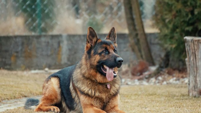 Top Picks for the Best Dog Food for German Shepherds in 2024