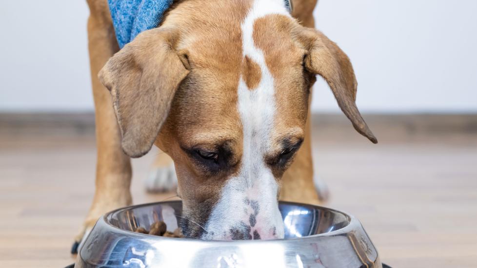 Why C&C Pet Food is the Best Choice for Your Dog