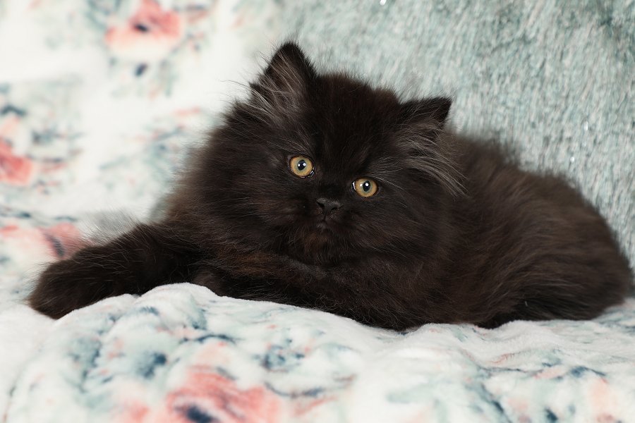 Adorable Black Persian Cats for Sale – Affordable and Healthy Kittens