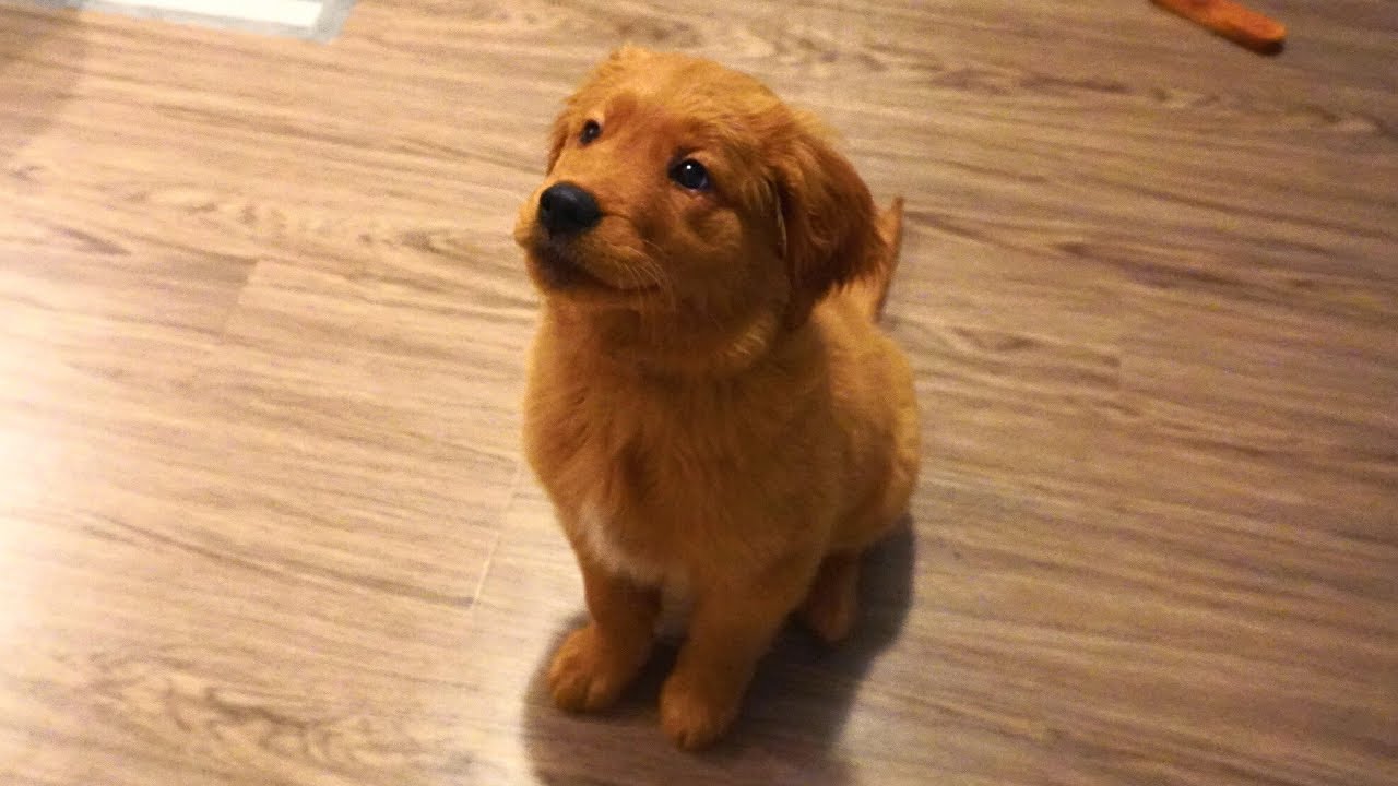 red golden retriever puppies