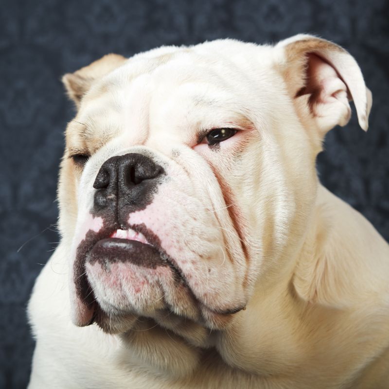 Understanding Bulldog Underbite: What It Is and How to Manage It