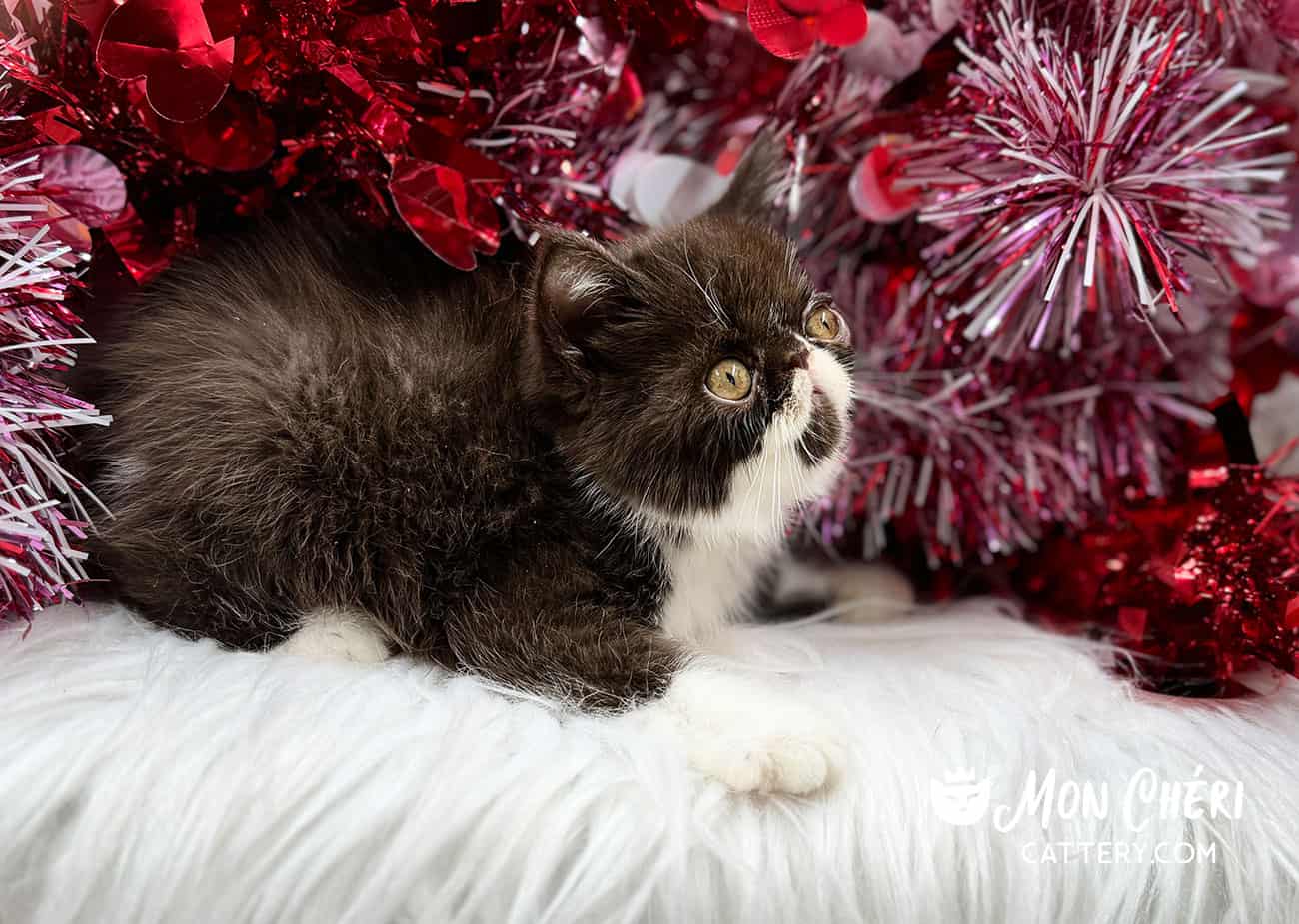 Why Chocolate Persian Cats Are the Perfect Tranquil Companion