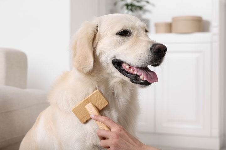 Discover the Unique Long Haired Labrador Retriever: Traits, Grooming, and Care Tips